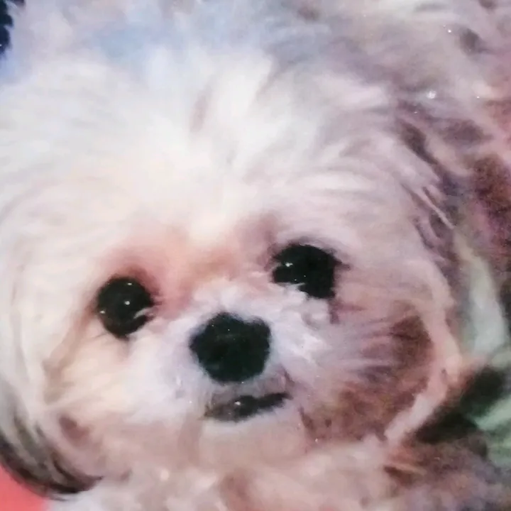 original sound - ljubaminnie